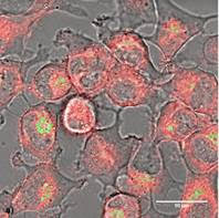 Biological cells that have been tagged with a fluorescing agent. 